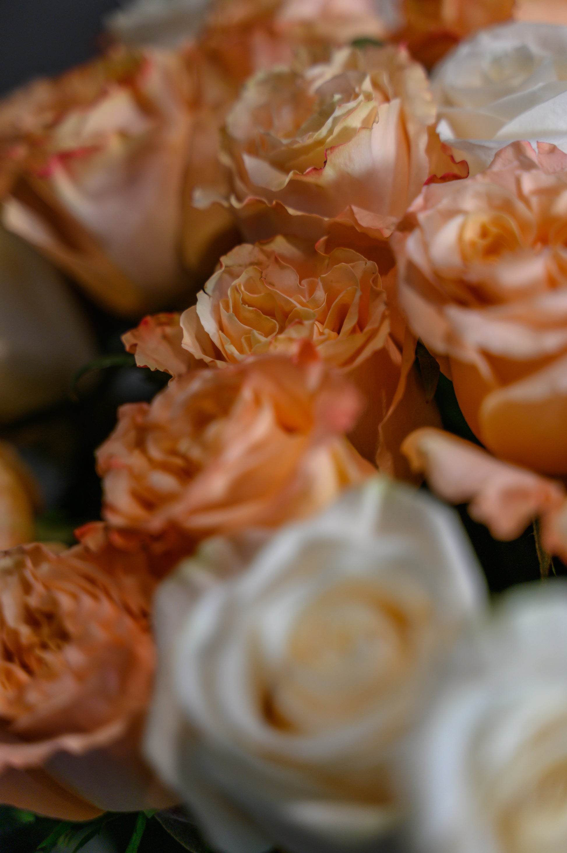 80 rosas