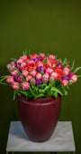 Jardín de 75 Tulipanes