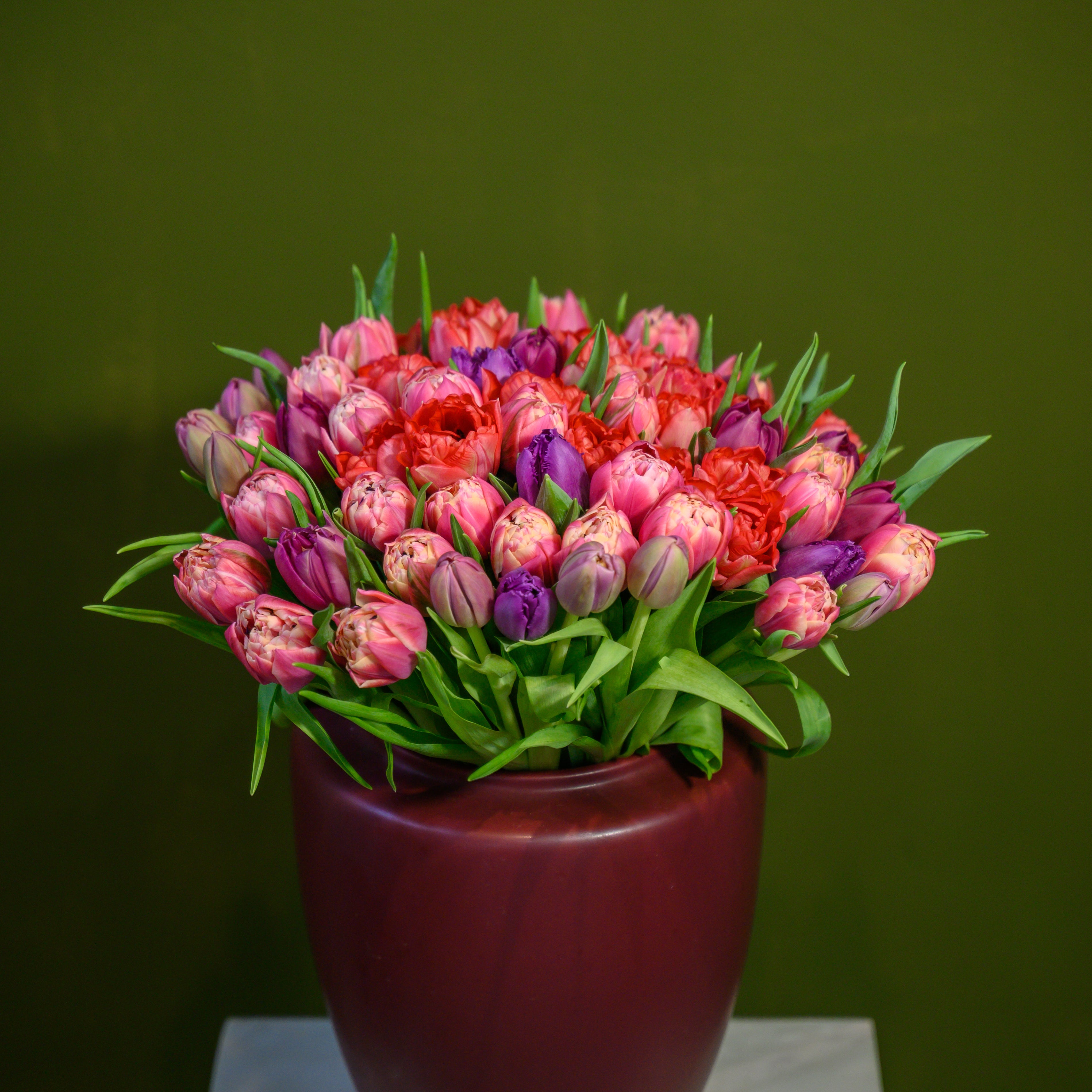 Jardín de 75 Tulipanes