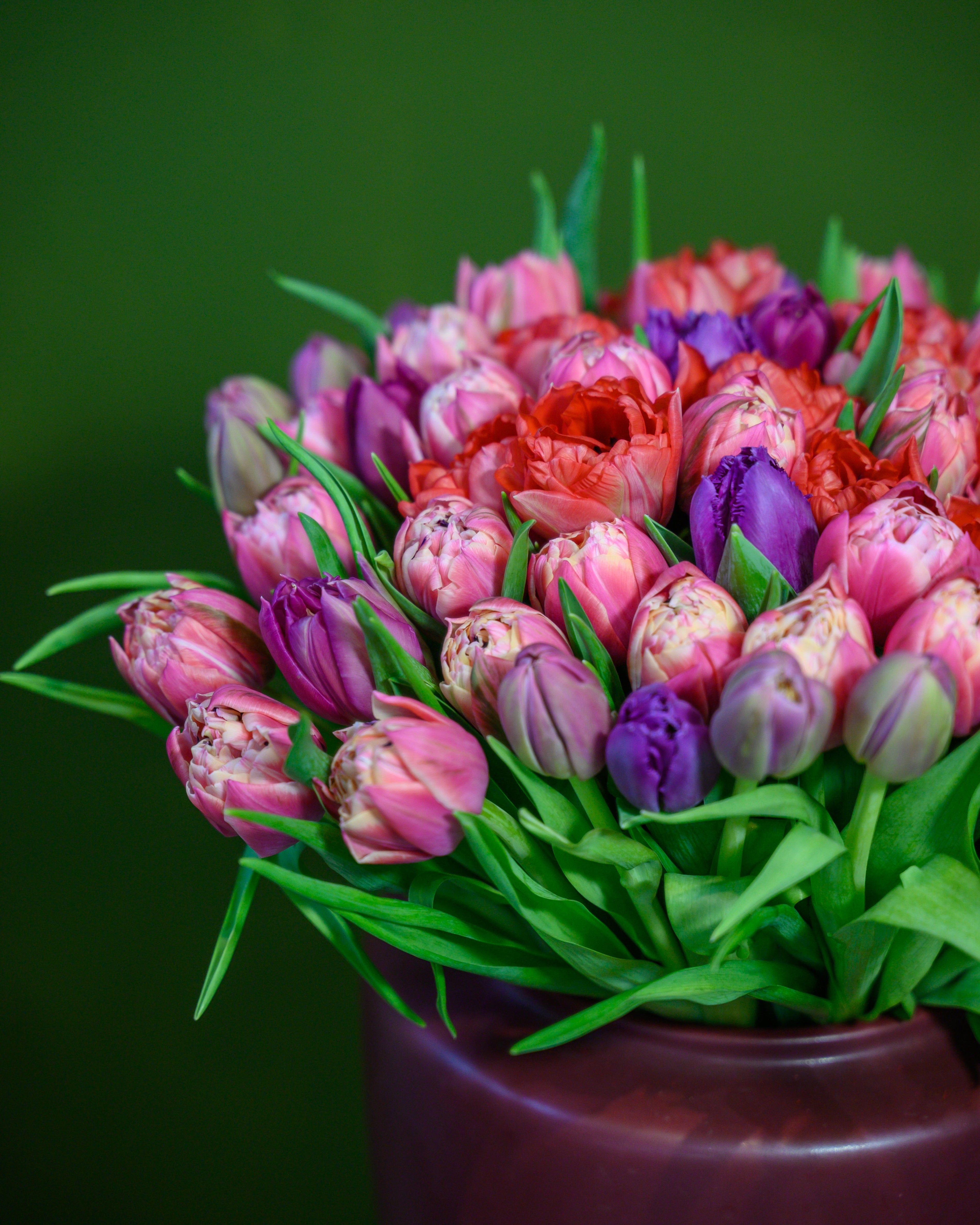 Jardín de 75 Tulipanes
