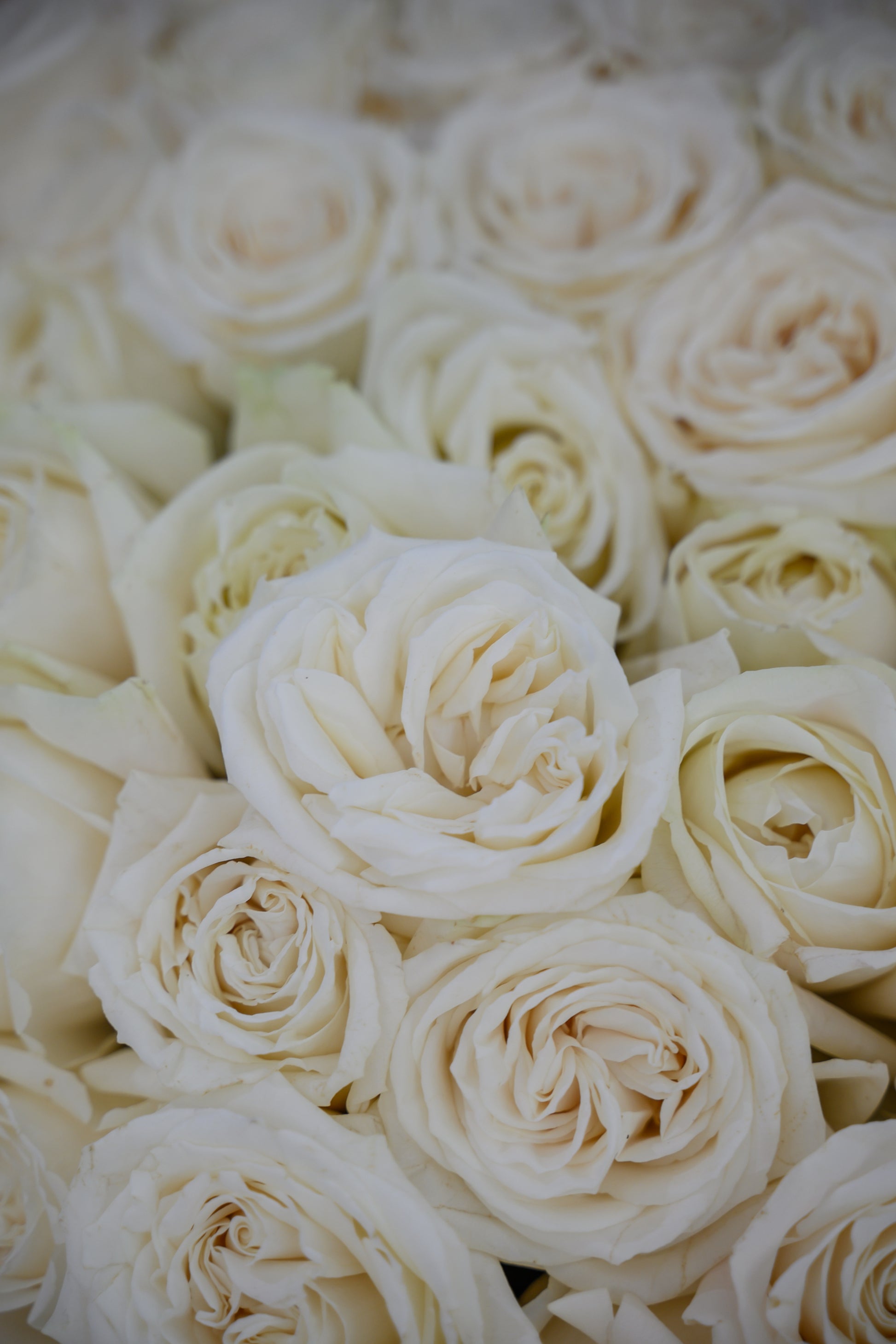 Amor en blanco